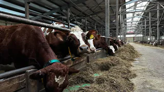 Генетика и справедливые цены: Коми инвестирует в животноводство 940 миллионов