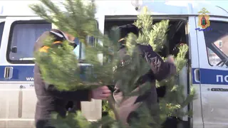 На Братиславской незаконно торговали новогодними сосенками