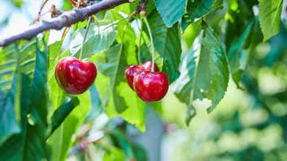 Вишню от монилиоза обрабатываю только в этот момент: деревья растут здоровыми, а ягоды — крупными и сладкими