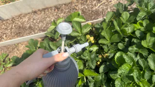 Готовлю клубнику к зиме по методу томского агронома: летом 5 кустов дают 6-7 кг ягод без подкормок - рабочий лайфхак