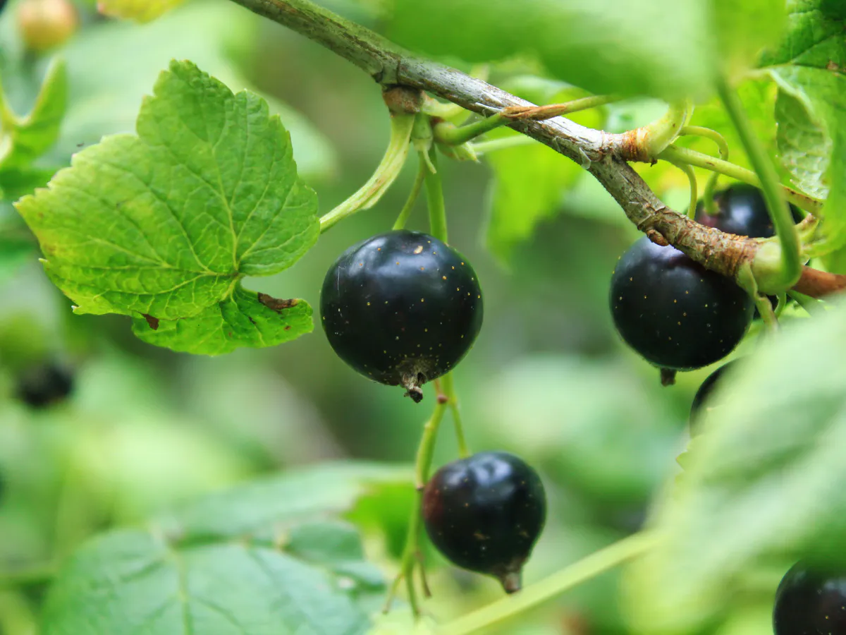 Воткнула под смородину — вся тля пропала за 1 день: даже без обработки — листья чистые все лето