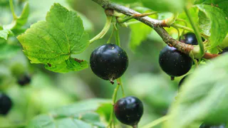 Воткнула под смородину — вся тля пропала за 1 день: даже без обработки — листья чистые все лето