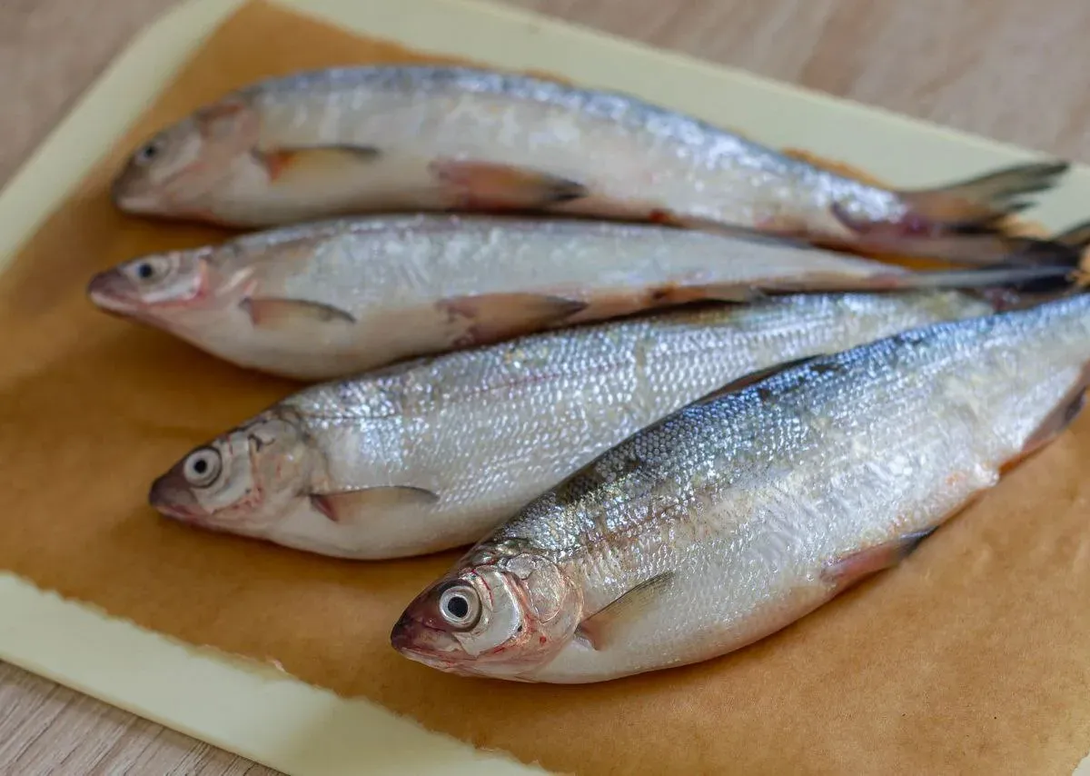 Эта рыба кишит 10-метровыми паразитами: а мы ее едим сами и даем детям