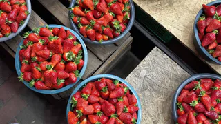 "Финское клубничное рабство": как я решилась поехать на сбор клубники в Европу - честный отзыв туриста