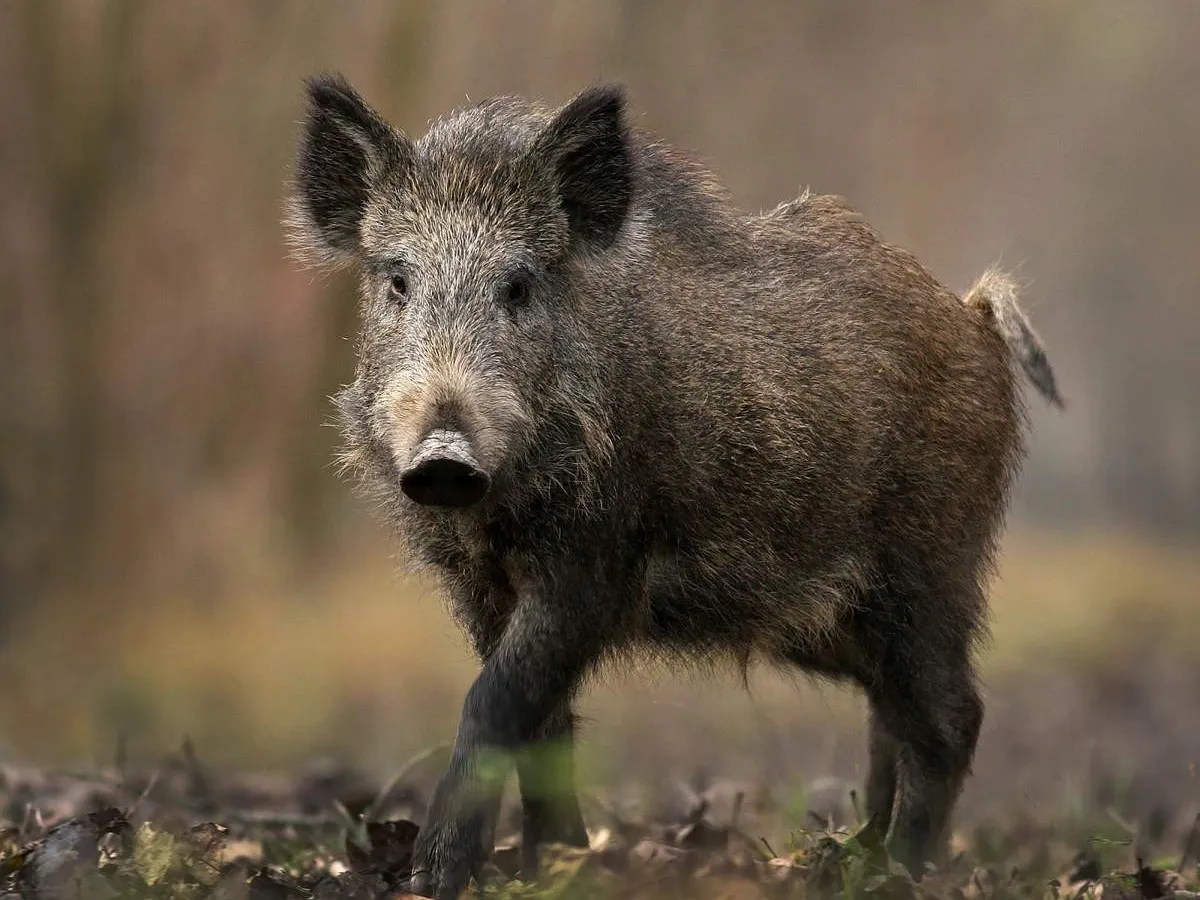 Застрелили и скрылись: в Татарстане браконьеры убили кабана