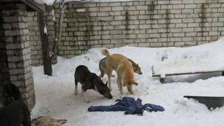 Аукцион не состоялся: в Рязани не нашли организацию по работе с бродячими животными