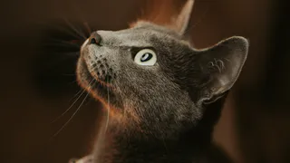 «Не травите кошек»: Роскачество назвало худшие бренды кошачьего корма – состав поражает