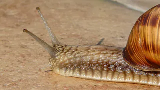 400 яиц за сезон: причина, по которой слизни захватывают ваш огород — вот что нужно сделать прямо сейчас
