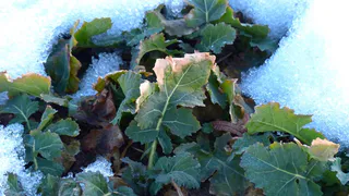 Черемуховые заморозки обрушатся на Россию и покосят весь урожай: синоптики предупредили 