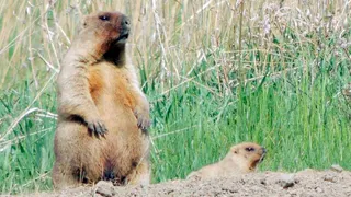 В Чувашии вышли из спячки первые сурки