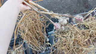 Беру старую бутылку и высаживаю разом 300 зубчиков озимого чеснока: на идеальную лунку уходит всего пара секунд