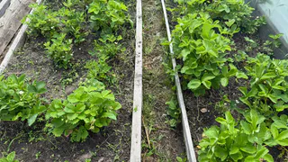 Опудрив такой мукой клубнику во время цветения, заставите сбежать долгоносика и поможете росту крупной и сладкой ягоды