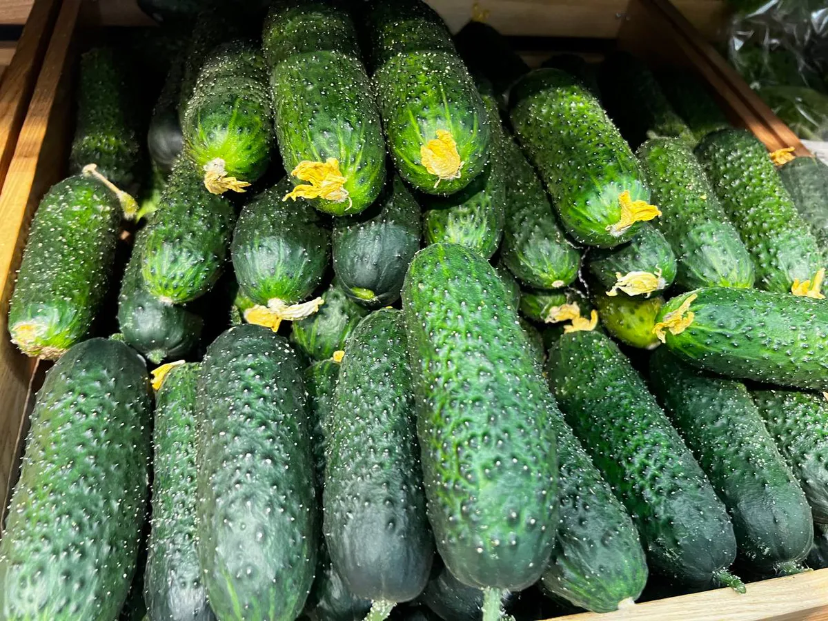 Эти 2 сорта огурцов - настоящие рекордсмены: Сеем только их - урожаем валят уверенно