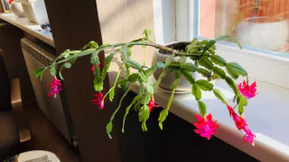 Кладу рядом 1 фрукт – декабрист цветет нон-стопом: лайфхак от опытных цветоводов