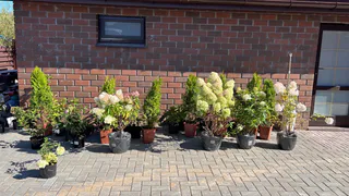 Магнитогорцы призывают к ответу коммунальщиков за разрушение цветников по улице Ломоносова