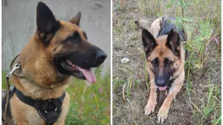 В Коми сотрудники МВД с помощью овчарки по кличке Пантера взяли преступника