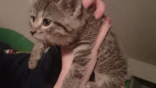 В Рязани спасатели достали котенка из вентиляционной шахты дома