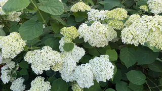 Сажаем гортензию осенью в горшок: получаем невероятной красоты бутоны при минимуме действий