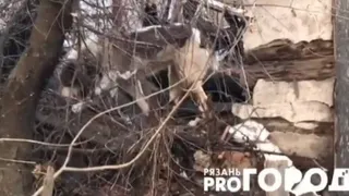 В центре Рязани бегает агрессивный алабай