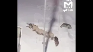 В Зеленодольске стая собак напала на женщину с ребёнком