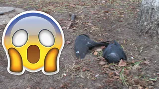 "Где купить противогаз со скидкой?" - мнения рязанцев о вскрытии погибших птиц