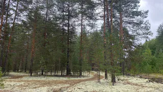 В Коми за неделю ликвидировали 17 очагов лесных возгораний