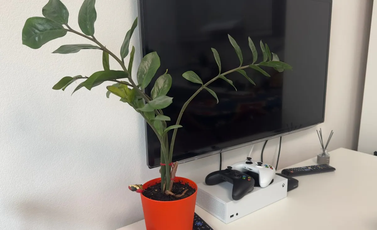 Закапываю половинку в горшок - и цветок не узнать, так и пышет здоровьем: классный лайфхак