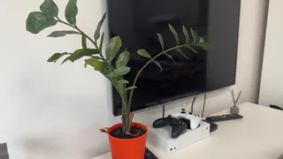 Закапываю половинку в горшок - и цветок не узнать, так и пышет здоровьем: классный лайфхак