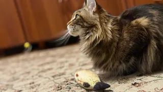 Кошка медленно моргает — хозяева теряются в догадках: этот сигнал понимают единицы