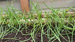 Не молоко и не сода: вот чем полить лук в начале июня – с грядки собираем по 20 кг крупных головок