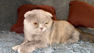 Почему кошка отказывается от кусочков мяса во влажном корме: ветеринар поставил точку в вопросе 