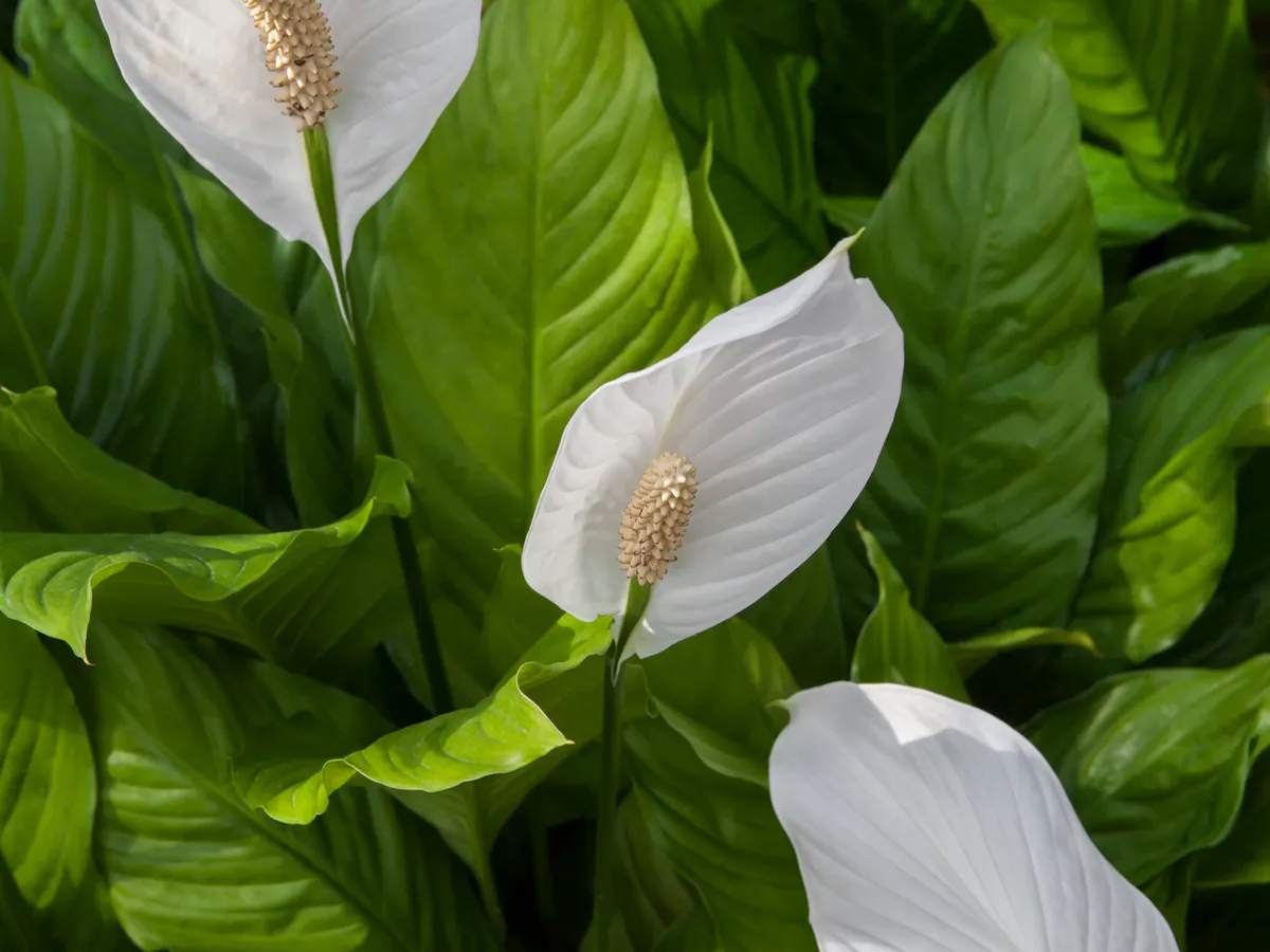 У спатифиллума желтеют листья зимой: срочно проверьте эти 4 аспекта, чтобы спасти цветок