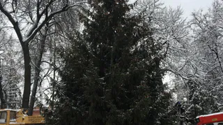 Найдена главная новогодняя красавица, которой 38 лет