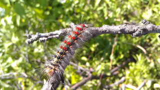 В Рязанской области создали карту-схему очагов непарного шелкопряда в лесах