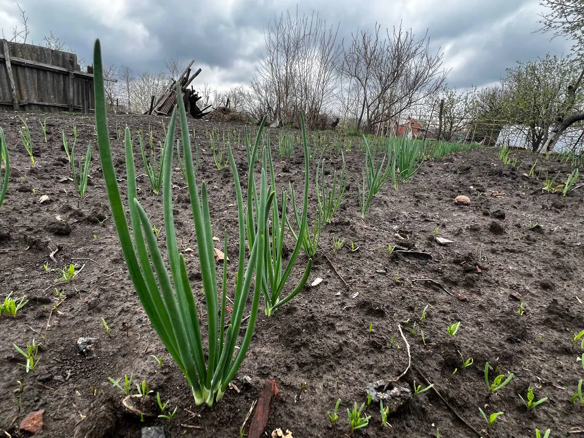 Когда сажать лук, что сделать, чтобы не пошел в стрелку - эксперты дают рабочий совет