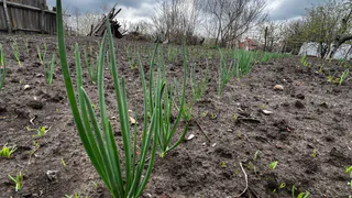 Когда сажать лук, что сделать, чтобы не пошел в стрелку - эксперты дают рабочий совет