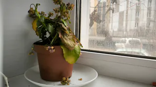 Быстрее уберите этот комнатный цветок из дома: притягивает несчастья и беды вопреки приметам