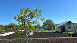 Это самая опасная ягода: а мы едим, еще и детей заставляем