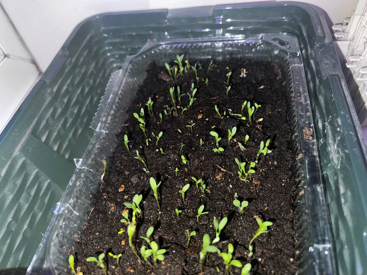 Перец начал всходить? Сразу полейте его таким раствором - всего одну чайную ложку под куст вместо воды