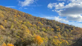 Леса Коми держат курс на Восток: Россельхознадзор подводит итоги экспортного бума первого квартала 2025 года