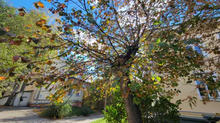 Осенняя погода в Челябинской области стабилизируется после прохладной ночи