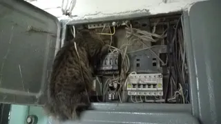 Пленница спасена - в Рыбном кошка застряла в электрощитке