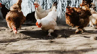 Курятники теперь под запретом: новое решение для россиян, содержащих кур