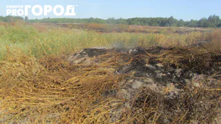 70 тонн воды не помогли: сотрудники МЧС пытаются устранить запах гари