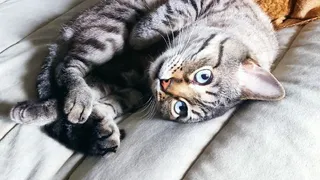 Рязанцам рассказали, что домашние питомцы могут устроить пожар 