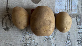 В Коми испытывают биопрепараты для защиты картофеля