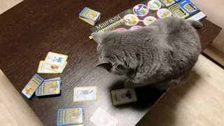 «Манчкин Вархаммер»: игра, которую оценила даже кошка