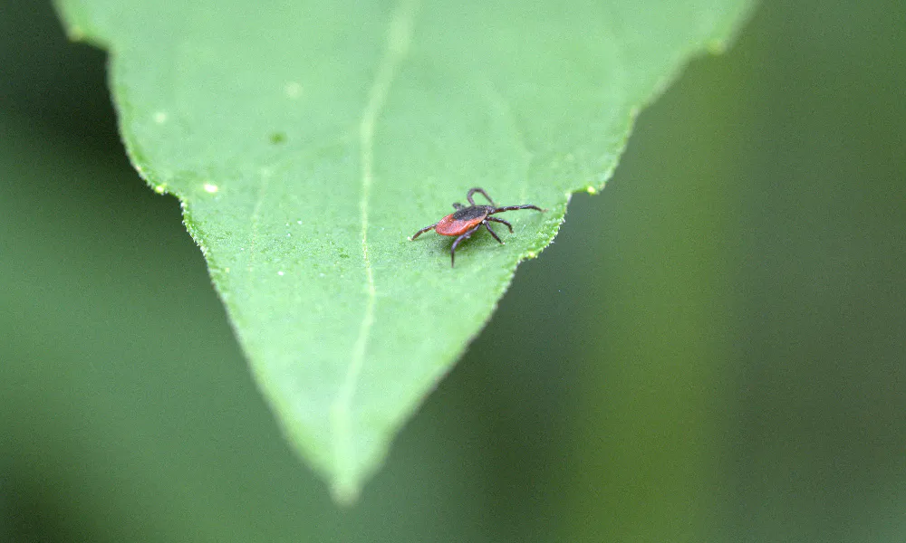 Клещи будут обходить вас стороной: дорогие репелленты не нужны