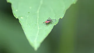 От этого многолетника клещи уползают на 2 км: сажаем и бед не знаем