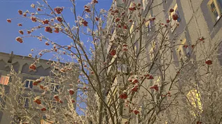 26 декабря в Коми сохранятся умеренные морозы, но уже с осадками